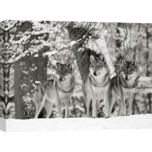 Tableau sur toile. Anonyme, Loups dans la neige, Allemagne (BW)