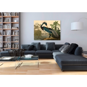 Wall art print and canvas. John James Audubon, Louisiana Heron