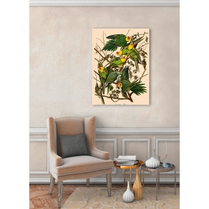 Wall art print and canvas. John James Audubon, Carolina Parrot