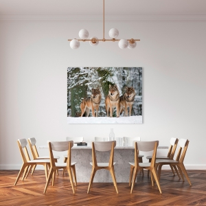 Wall art print and canvas. Anonymous, Wolves in the snow, Germany