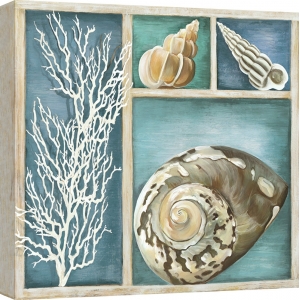 Cuadros marinos en canvas. Ted Broome, Conchas de mar IV