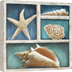 Cuadros marinos en canvas. Ted Broome, Conchas de mar VI