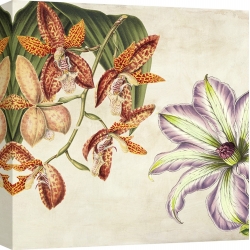 Cuadros botanica en canvas. Remy Dellal, Panel botánico V