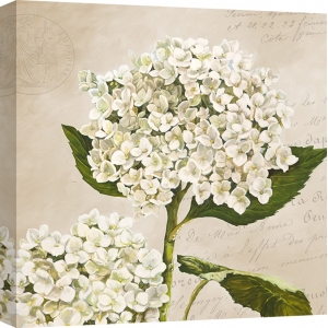 Cuadros de flores en canvas. Remy Dellal, Hortensias II (Neutre)