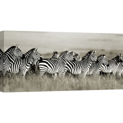 Quadro, stampa su tela. Frank Krahmer, Zebre, Masai Mara, Kenya