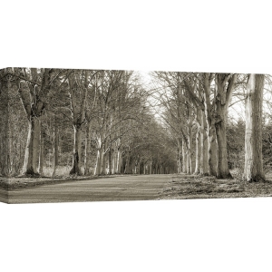 Cuadros naturaleza en canvas. Avenida arbolada, Norfolk, Reino Unido