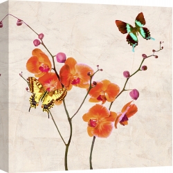 Wall art print and canvas. Teo Rizzardi, Orchids & Butterflies I