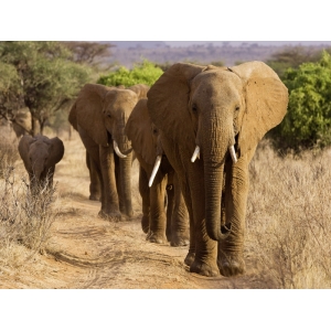 Cuadro animales, fotografía en canvas. Manada de elefantes africanos