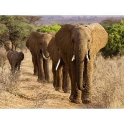 Leinwandbilder. Anonym, Herde afrikanischer Elefanten, Kenia