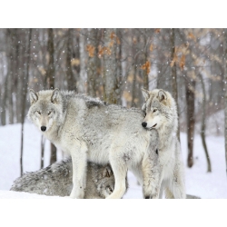 Leinwandbilder. Graue Wölfe während eines Schneesturms, Quebec