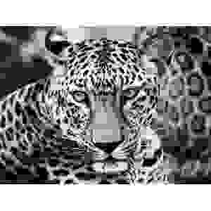 Wall art print and canvas. Dimitri Ersler, Young Leopard
