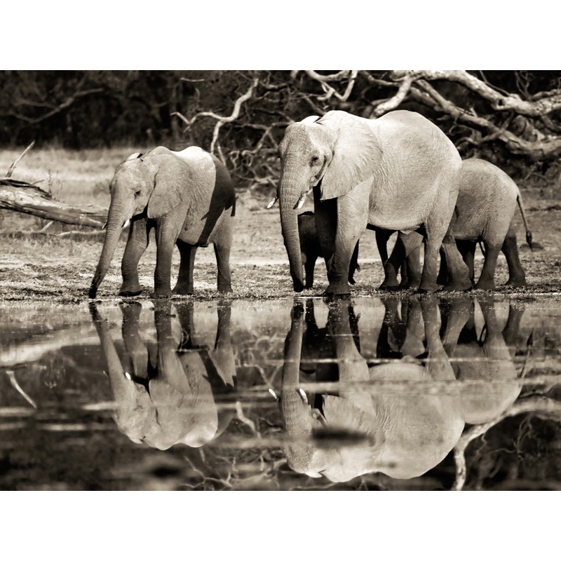 Wall art print and canvas. Krahmer, African elephants, Okavango, Botswana