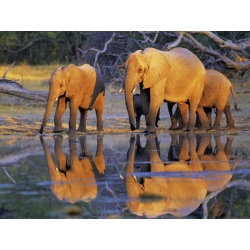 Tableau sur toile. Frank Krahmer, Éléphants d'Afrique, Botswana