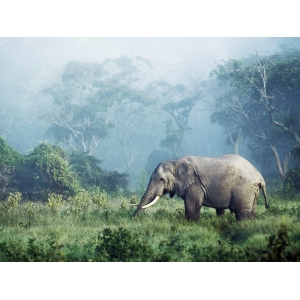 Cuadro animales, fotografía en canvas. Krahmer, Elefantes africanos
