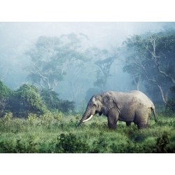 Quadro, stampa su tela. Frank Krahmer, Elefanti Africani, Ngorongoro Crater, Tanzania