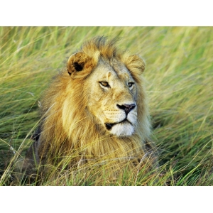 Tableau sur toile. Krahmer, Lion d'Afrique, Masai Mara, Kenya