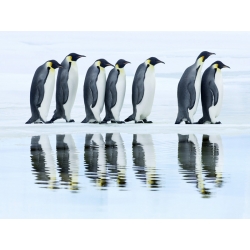 Quadro, stampa su tela. Frank Krahmer, Gruppo di Pinguini Imperatore, Antartico