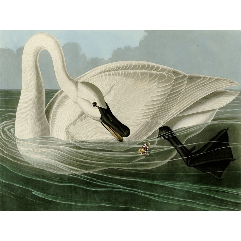 Quadro, stampa su tela. John James Audubon, Trumpeter Swan
