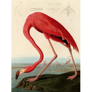 Tableau sur toile. John James Audubon, Flamant rouge américain