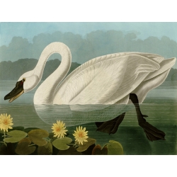 Tableau sur toile. John James Audubon, Cygne commun américain
