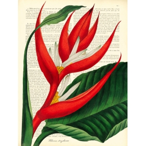 Cuadros botanica en canvas. Remy Dellal, Vintage Botany I