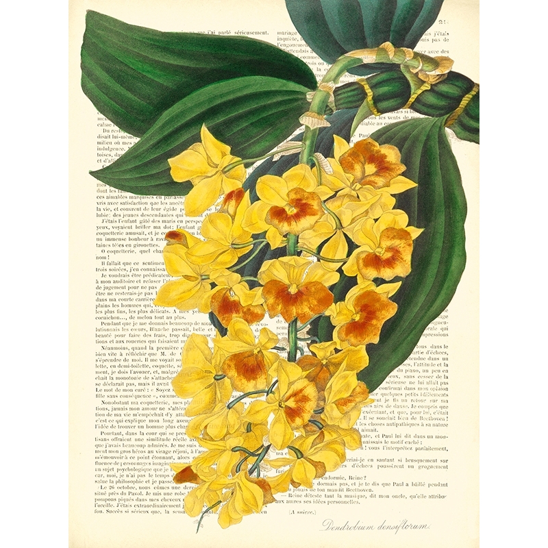 Quadro, stampa su tela. Remy Dellal, Vintage Botany III