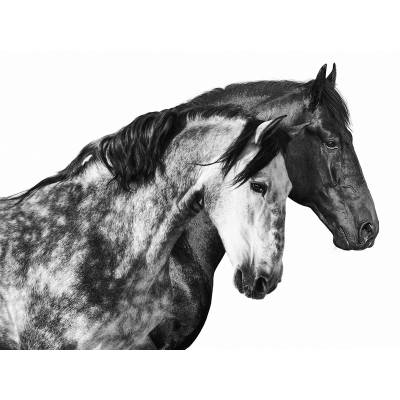 Leinwandbilder Pferde. Pangea Images, Together