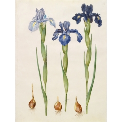 Cuadro en canvas. Johannes S. Holtzbecher, Botánica, Iris xiphioides