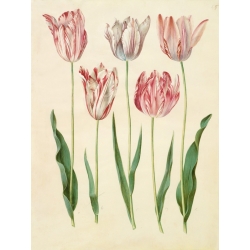 Cuadro en canvas. Johannes S. Holtzbecher, Botánica,Tulipa gesneriana