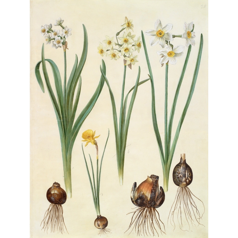 Cuadro en canvas. Johannes S. Holtzbecher, Botánica, Narcissus