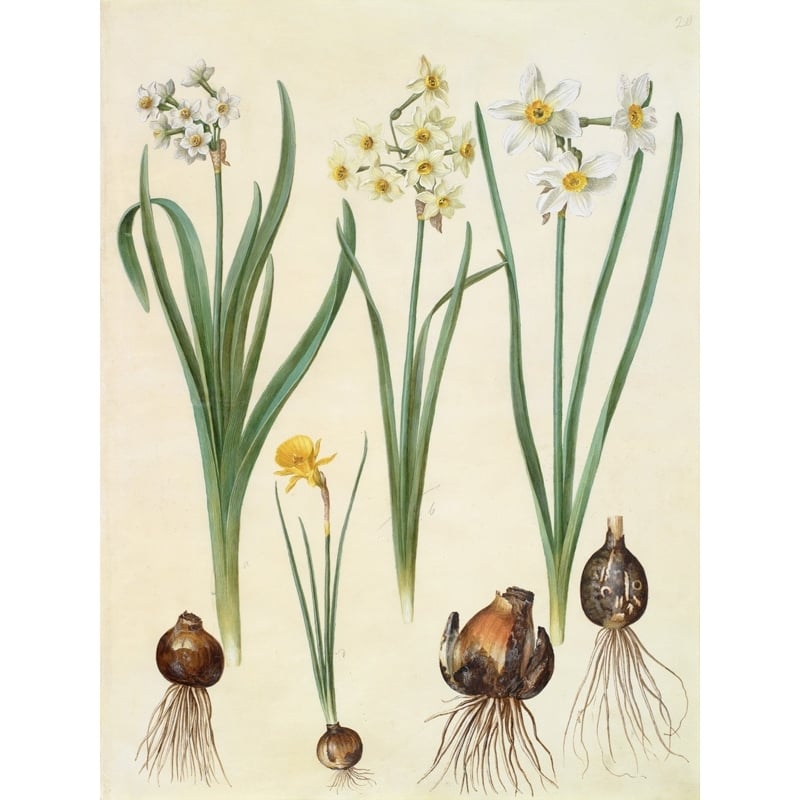 Wall art print and canvas. Johannes S. Holtzbecher, Narcissus