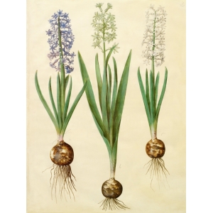 Wall art print and canvas. Johannes S. Holtzbecher, Hyacinthoides orientalis