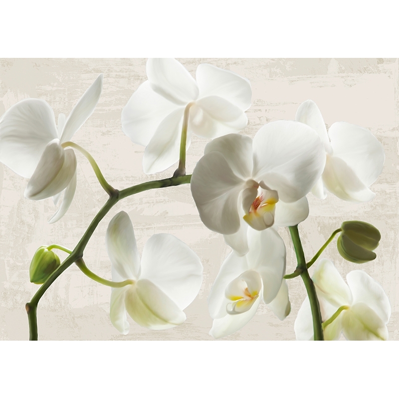 Cuadros de flores modernos en canvas. Ivory Orchids