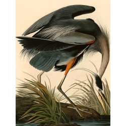 Cuadro de animales en canvas. Audubon, Great Blue Heron