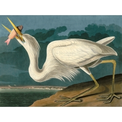 Quadro, stampa su tela. John James Audubon, Great White Heron (Airone bianco)
