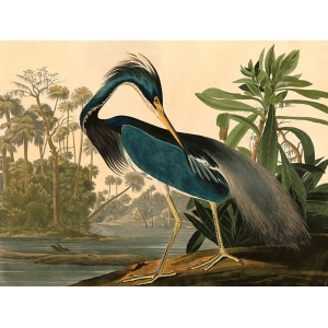 Quadro, stampa su tela. John James Audubon, Louisiana Heron (Airone)