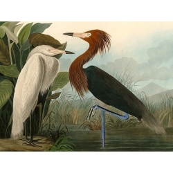 Cuadro de animales en canvas. Audubon, Purple Heron