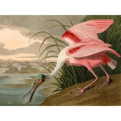 Quadro, stampa su tela. John James Audubon, Roseate Spoonbill (Spatola)