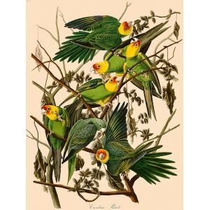 Wall art print and canvas. John James Audubon, Carolina Parrot