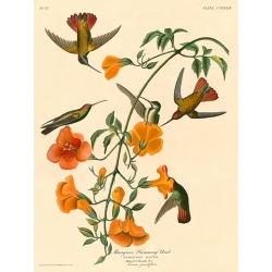 Quadro, stampa su tela. John James Audubon, Mangrove Humming Bird (Colibrì)