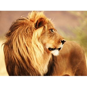 Tableau sur toile. Lion, Namibie