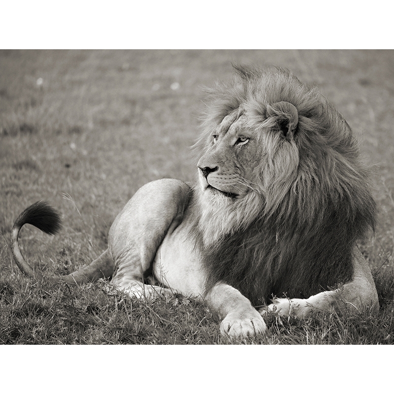 Tableau sur toile. Lion, Serengeti National Park