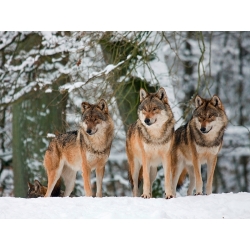 Cuadro animales, fotografía en canvas. Lobos en la nieve