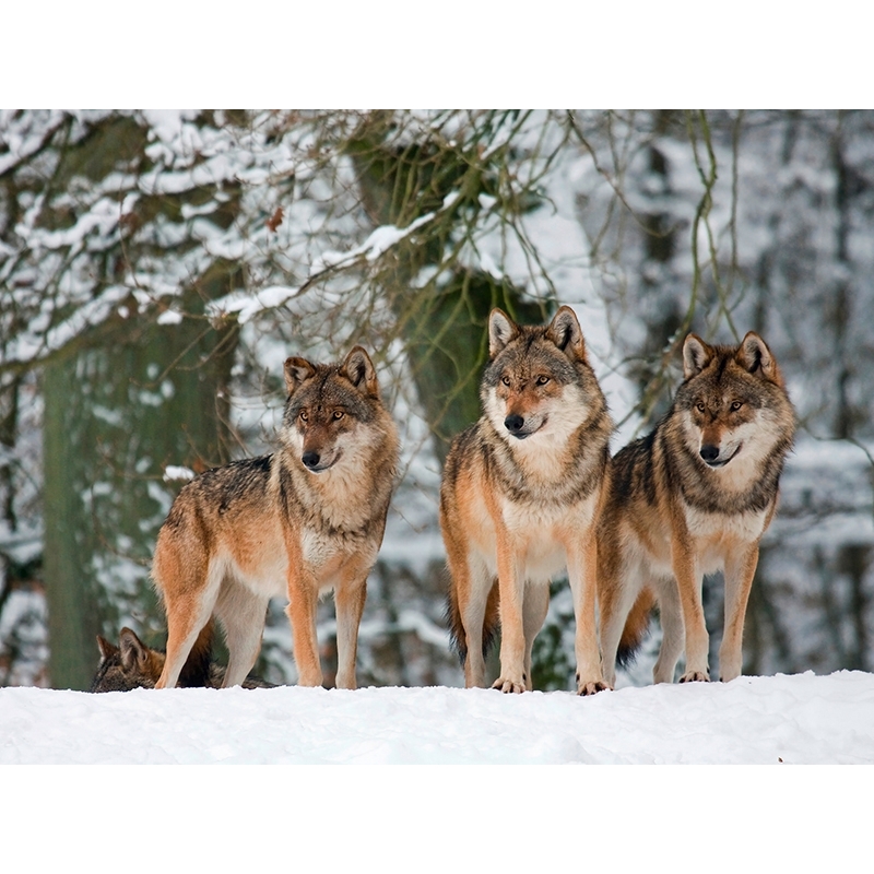 Cuadro animales, fotografía en canvas. Lobos en la nieve