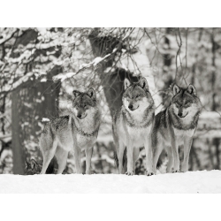 Cuadro animales, fotografía en canvas. Lobos en la nieve, Alemania