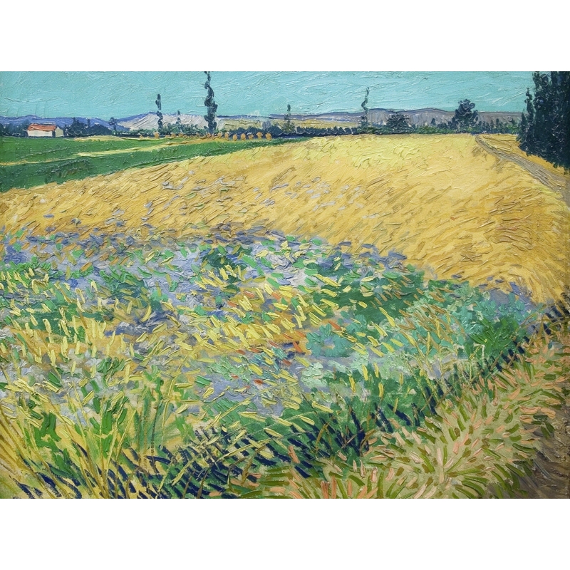 Wall art print and canvas. Vincent van Gogh, Wheatfield