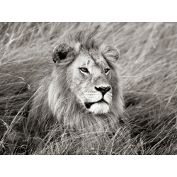 Cuadro de león en canvas. Krahmer, León africano en Masai Mara, Kenia