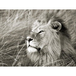 Cuadro de león en canvas. Krahmer, León africano, Masai Mara, Kenia