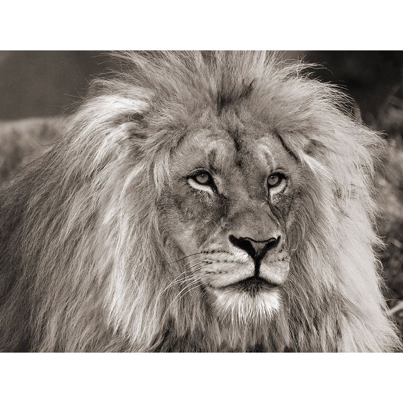 Wall art print and canvas. Pangea Images, King of Africa, the Lion