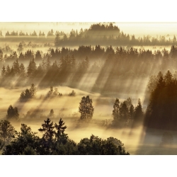 Cuadros naturaleza en canvas. Niebla en Sindelbachfilz, Baviera, Alemania